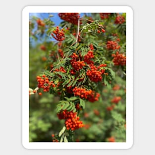 Mountain ash, nature, tree Sticker